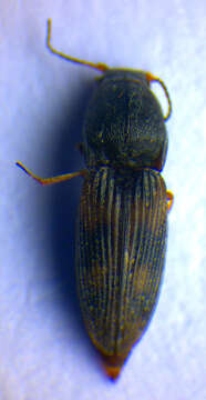 Image of <i>Negastrius sabulicola</i>