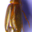 Image of <i>Anisoxya fuscula</i>