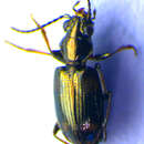 Bembidion (Bembidion) quadripustulatum Audinet-Serville 1821的圖片