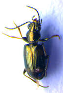 Bembidion (Bembidion) quadripustulatum Audinet-Serville 1821的圖片