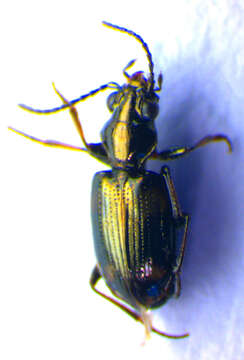 Image of Bembidion (Bembidion) quadripustulatum Audinet-Serville 1821