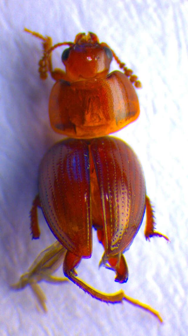 Image of Leiodes bicolor (Schmidt & W. L. E. 1841)