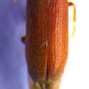 Image of <i>Oligomerus brunneus</i>