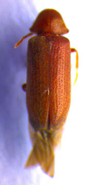 Image of <i>Oligomerus brunneus</i>