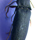 Image of <i>Ectinus aterrimus</i>