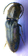 Image of <i>Hemicrepidius hirtus</i>