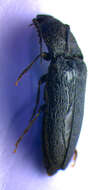 Image of Hemicrepidius