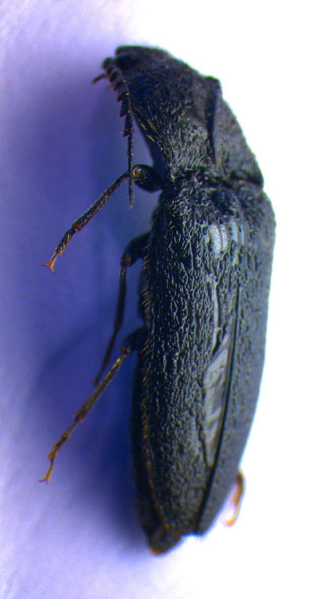 Image of <i>Hemicrepidius hirtus</i>