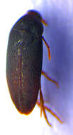 Image of <i>Orchesia micans</i>