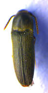 Plancia ëd <i>Hylis foveicollis</i>