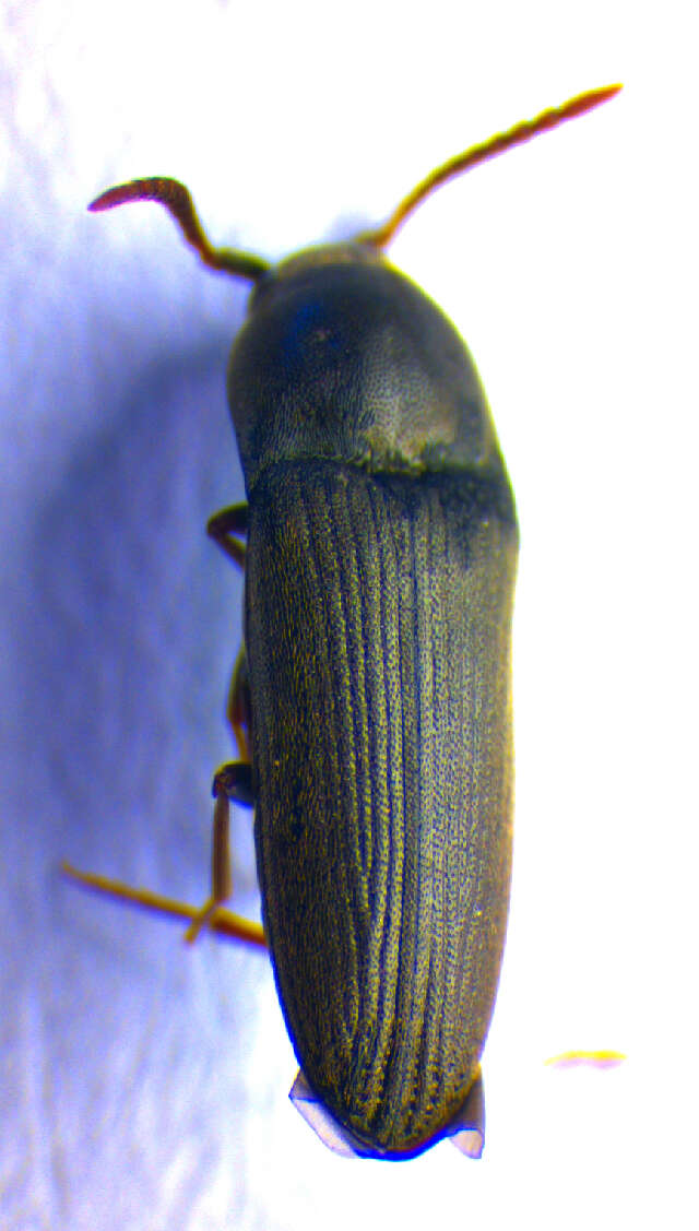 Plancia ëd <i>Hylis foveicollis</i>