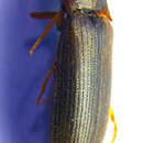 Image of <i>Agriotes gallicus</i>