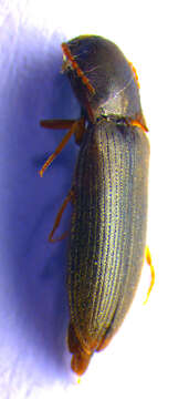 Image of <i>Agriotes gallicus</i>