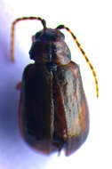 Image of Viburnum leaf beetle