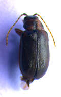 Image of Viburnum leaf beetle