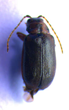 Image of Viburnum leaf beetle