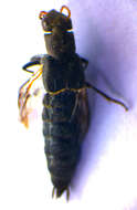 Image of Ontholestes murinus (Linnaeus 1758)