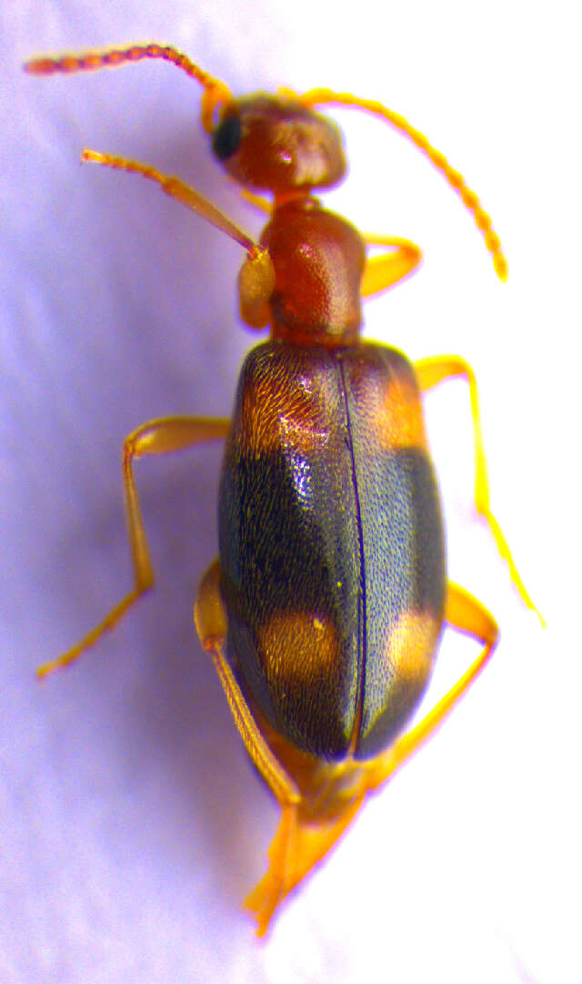 Image of <i>Stricticollis tobias</i>