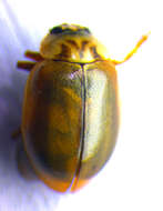 Image of Aphidecta