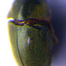 Image of <i>Mesocoelopus niger</i>