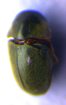 Image of <i>Mesocoelopus niger</i>