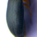 <i>Anaspis regimbarti</i> resmi