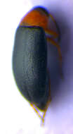 Image of <i>Anaspis regimbarti</i>