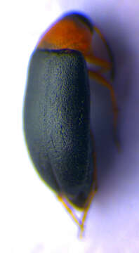 Image de <i>Anaspis regimbarti</i>