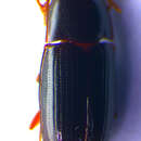 Image of <i>Diaclina fagi</i>