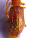 Image of <i>Ptinus dubius</i>