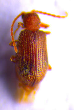 Image of <i>Ptinus dubius</i>