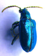 صورة <i>Lema cyanella</i>