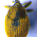 Image of <i>Rhinusa neta</i>