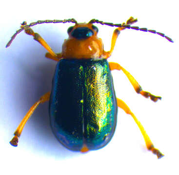 Image of <i>Sermylassa halensis</i>