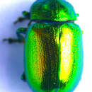 Image of Chrysolina herbacea