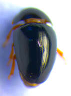 Image of shining flower beetles