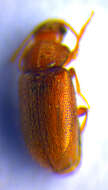 Слика од <i>Micrambe lindbergorum</i>