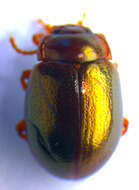 Image of Brown mint leaf beetle