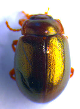 Image of Chrysolina (Chrysolina) staphylaea (Linnaeus 1758)