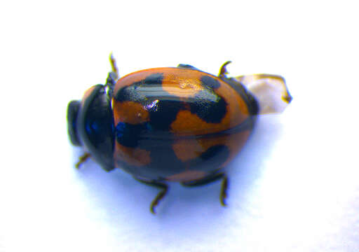 Image of hieroglyphic ladybird