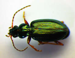 Bembidion (Peryphanes) deletum Audinet-Serville 1821的圖片