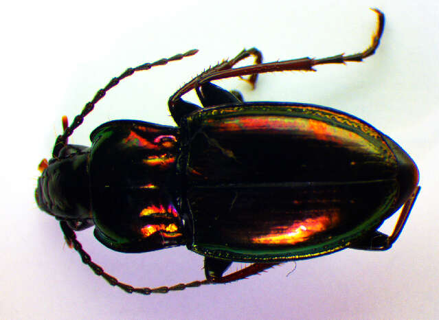 Image of Pterostichus (Cheporus) burmeisteri Heer 1837