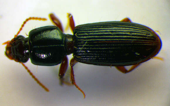 Image of Ground beetle