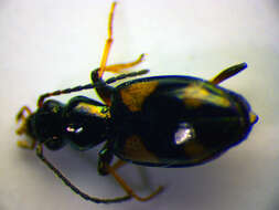 Bembidion (Nepha) genei illigeri Netolitzky 1914的圖片