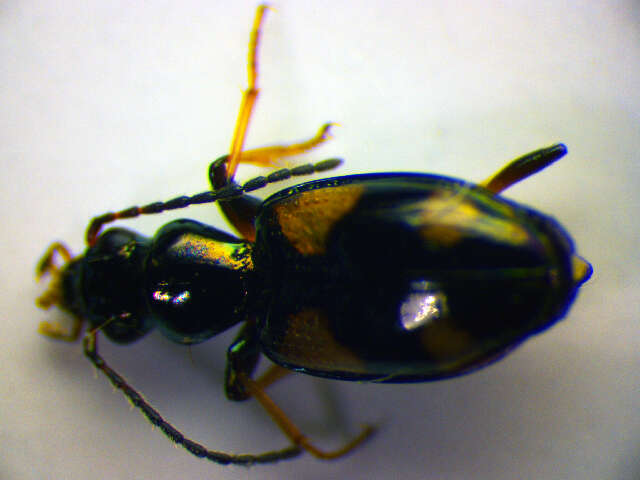 Bembidion (Nepha) genei illigeri Netolitzky 1914的圖片