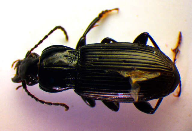 Слика од Pterostichus (Pseudomaseus) anthracinus (Illiger 1798)