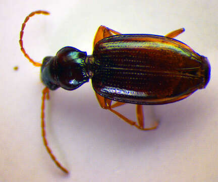 Image of Bembidion (Peryphanes) milleri Jacquelin du Val 1852