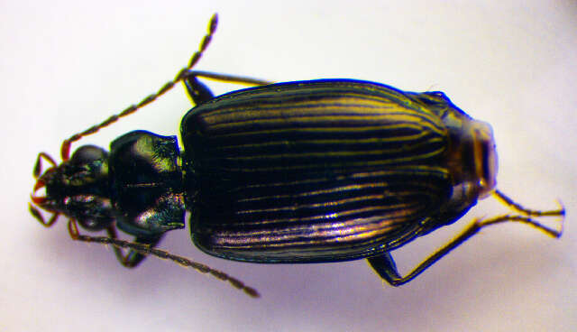 Bembidion (Plataphus) prasinum (Duftschmid 1812)的圖片