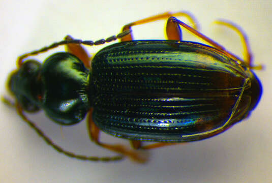 Image of Bembidion (Philochthus) biguttatum (Fabricius 1779)