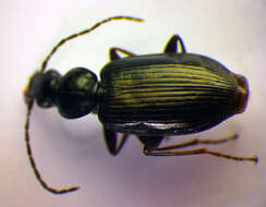 Image of Agonum (Europhilus) micans (Nicolai 1822)